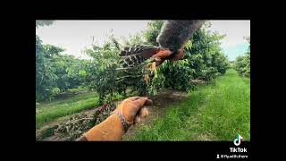 Celeste chasing starlings off cherries