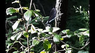 Damselflies At The Creek