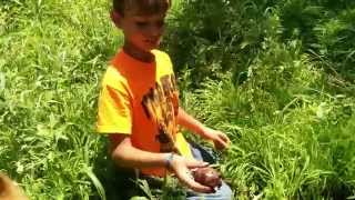 Digging some early potatoes at Bob Ralph's Farm