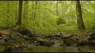 Soothing birdsong🔸 By a forest stream