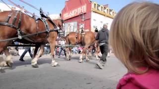 grape and wine parade 2010