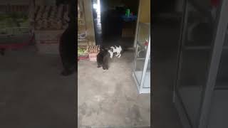 KUCING BERANTAM #shorts #kucing #videoshorts #viral