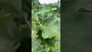 Concordia Oaks are looking nice.  Please like and subscribe!