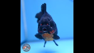 Apache YuanBao Oranda 5 inches (241025_OR07)