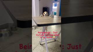 I just learned jumping 🐾🤪 #beinggbeagle #doglovers #dogs #beagles