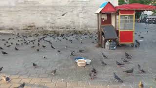 Many flocks of pigeons, Eminonu, Istanbul, Turkey