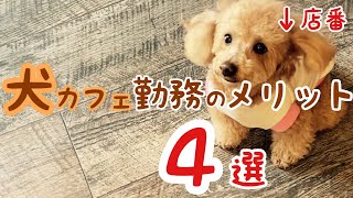 トイプードル飼い主がドッグカフェで働くメリットデメリット