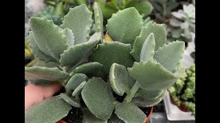 Kalanchoe millotii:Fazendo mudas