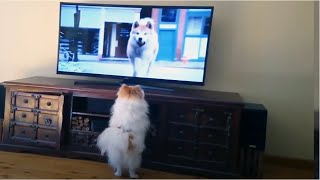 Try Not To Laugh At Funny Barking Dog Videos 🤣[Funny Pets]