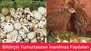 🥚 Bıldırcın Yumurtasının Faydaları.Польза перепелиных яиц. Top 15 Health Benefits of Quail Eggs🥚