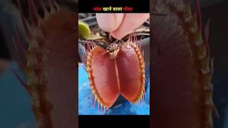 Venus Flytrap || मांस खाने वाला पौधा || #sandeepIT #shorts #facts #youtubeshorts #shortvideo