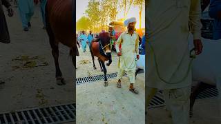 #viral #eid #viralvideo bakra mandi 2024 Qurbani