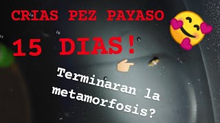 LARVAS PECES PAYASO con 15 DIAS | Terminan la metamorfosis??