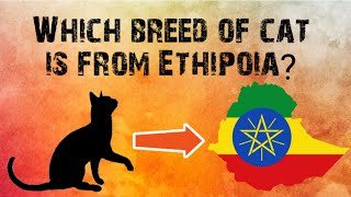 A CAT BREED FROM ETHIOPIA