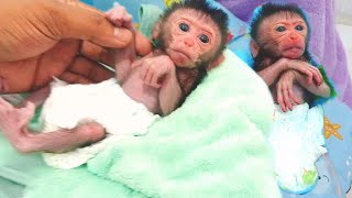 how to take care newborn baby monkey ..?