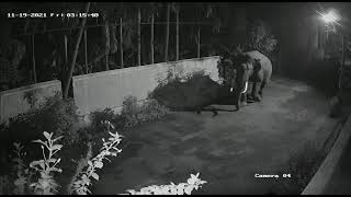 🎥Live CCTV footage of Elephants in Coimbatore - YouTube shorts - #shorts