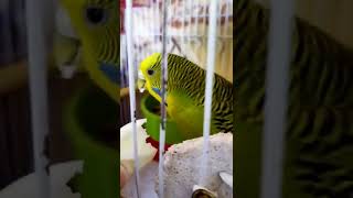 hungry birds🐦 #budgies #cockatiel #shorts