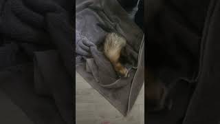 Our ferret after bath 🤣 #everytime #ozzy