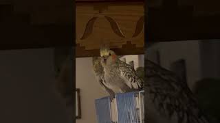 Cockatiel #funny #cockatiel