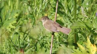 Тревожный крик садовой камышовки (лат. Acrocephalus dumetorum)