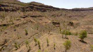 Barranco de Chamoriscán (San Bartolomé de Tirajana, Gran Canaria)