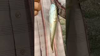 mancing di pinggir jalan raya lintas Sumatera.sort videos#