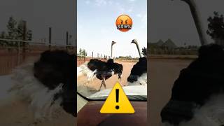 Attention combats d’autruches en direct 🎥 #shortsvideo #shorts #animals #animales #nature #animaux