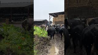 Granny & Jamie VS Winter Cattle BREAKOUT🙃 #shorts #funny #viral #farming #nofarmersnofood