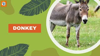 DONKEY | The Amazing World of Donkeys