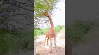 الإبل تأكل أوراق الشجر تحت الشجرة #animals #tharwildlife #camel