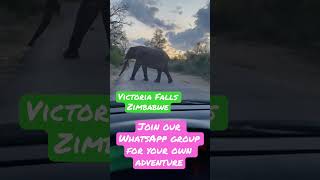 Elephant Track in Victoria Falls Zimbabwe #youtubeshorts #Victoriafalls