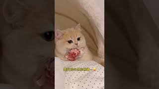 Funny Cat video 😂😂 #shorts #funnypets