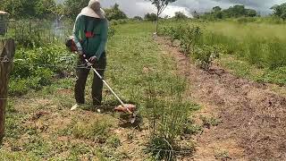 Como Fazer a Manutenção no pomar tradicional para Agroflorestal