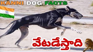 KANNI DOG FACTS IN Telugu | Taju logics