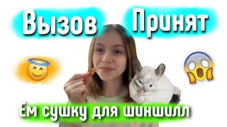 ВЫЗОВ-ПРИНЯТ от канала @vikysikkk_bil 😄 я съела еду для шиншиллл?😱 яХрумка