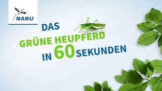 Das Grüne Heupferd in 60 Sekunden