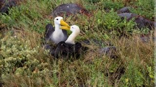 Galapagos Albatrosses