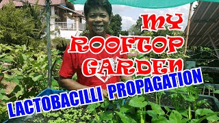 Lactobacilli Propagation | The Rooftop Gardener