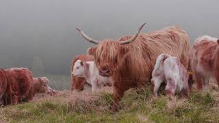 Scottish Land Commission - Agricultural Land: Tenant Farming