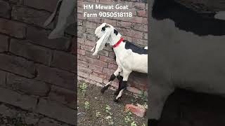 #trending #viralvideo #beetalgoats #totapurigoat ##gujrigoat #sojatgoatfarm #sirohigoat