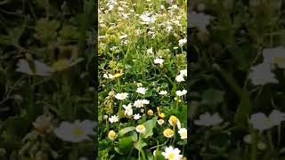 Papatyalar (Daisy)