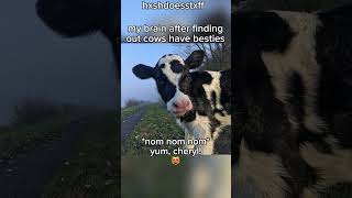 COWZ #cow #shortsfeed #preppyaudio #preppyslay #meme #funny #roadto400subs #roadto400