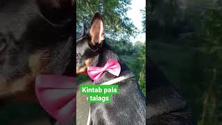 Naarawan lalo kumintab#dog #doglover #youtubeshorts #viral