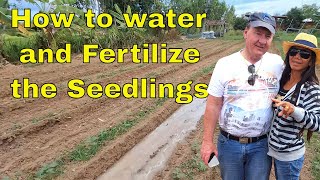 Stage 3  Flower Seedlings fertilize and water