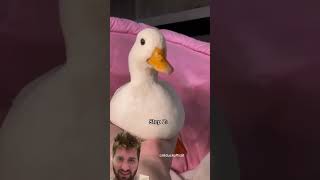 How to Pick up a Duck!