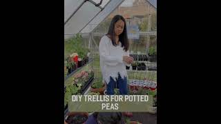 DIY TRELLIS for POTTED PEAS | Potager | Container Gardening | Zone 8B