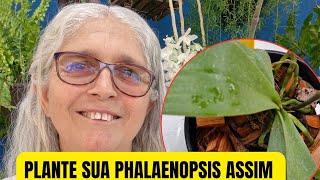 🟣COMO PLANTAR ORQUIDEA PHALAENOPSIS  EM VASO SESTINHO