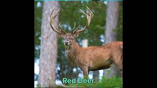 Red Deer hunt p4 #hunting #animals #reddeer