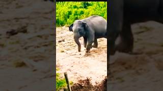 Watch till the end to see what happened to this angry young Elephant  😡😳#shorts