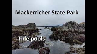 Mackerricher State Park Tide Pools